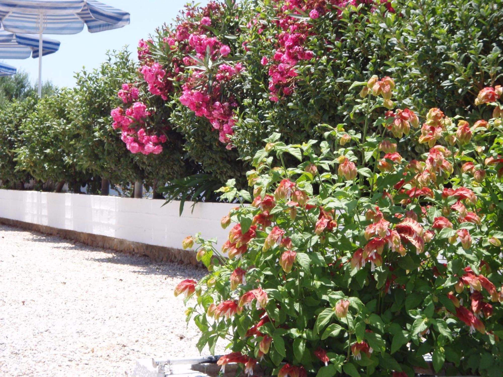Michalis Aparthotel